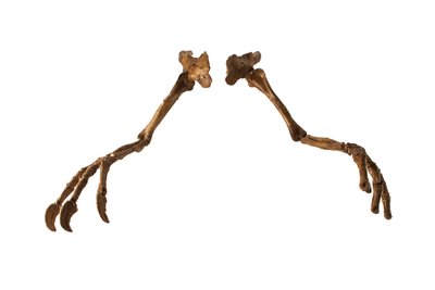 Dev kolları ve pençeleriyle Moğol dinozoru Deinocheirus. by Ira Block