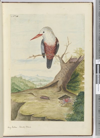 F.10 Kral balıkçı. Dost Adalar, 1772-75 (wc) by Isaac Smith