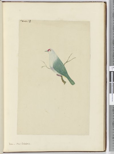 F.12 Güvercin. Yeni Kaledonya, 1772-75 (wc) by Isaac Smith