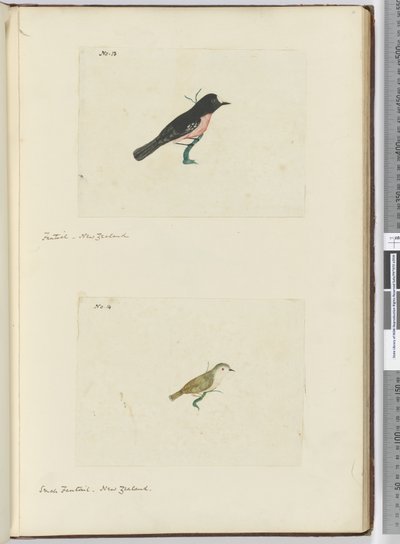F.13 Fantail. Yeni Zelanda F.14 Küçük kuyruk. Yeni Zelanda, 1772-75 (wc) by Isaac Smith