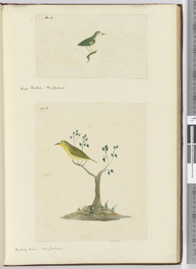 F.15 Küçük kuyruk. Yeni Zelanda F.16 Alaycı kuş. Yeni Zelanda, 1772-75 (wc) by Isaac Smith