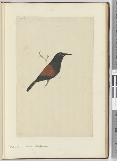 F.18 Wattle kuşu. guguk kuşu Yeni Zelanda, 1772-75 (wc) by Isaac Smith