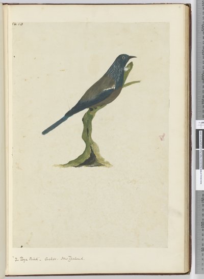 F.20 Poya kuşu, guguk kuşu. Yeni Zelanda, 1772-75 (wc) by Isaac Smith