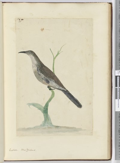 F.21 Guguk kuşu. Yeni Zelanda, 1772-75 (wc) by Isaac Smith