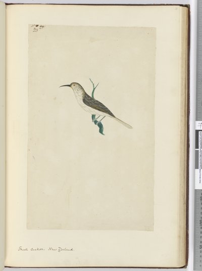 F.23 Küçük guguk kuşu. Yeni Zelanda, 1772-75 (wc) by Isaac Smith
