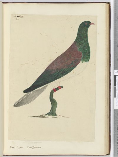 F.26 Tahta güvercini. Yeni Zelanda, 1772-75 (wc) by Isaac Smith