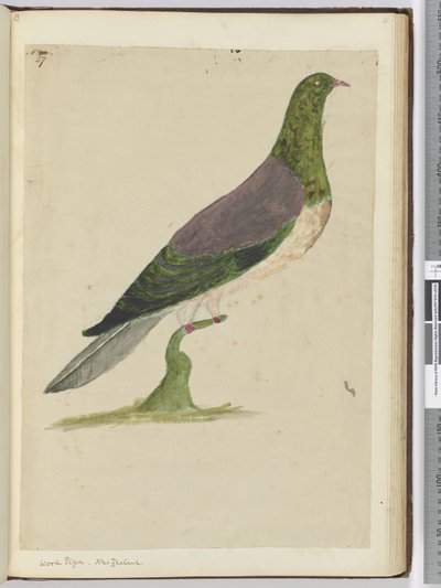 F.27 Tahta güvercini. Yeni Zelanda, 1772-75 (wc) by Isaac Smith