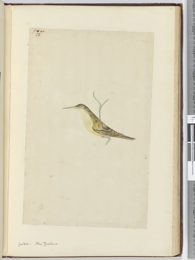 F.28 Guguk kuşu. Yeni Zelanda, 1772-75 (wc) by Isaac Smith