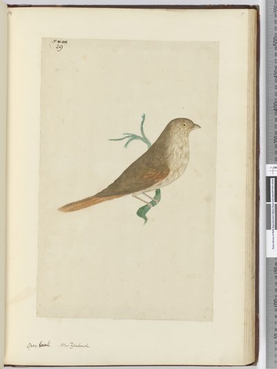 F.29 Brüt gaga. Yeni Zelanda, 1772-75 (wc) by Isaac Smith