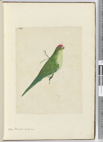 F.2 Yeşil papağan. Yeni Zelanda, 1772-75 (wc) by Isaac Smith