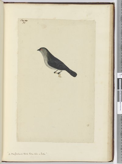 F.30 Kızılgerdan gibi evcilleştirilmiş Yeni Zelanda kuşu, 1772-75 (wc) by Isaac Smith