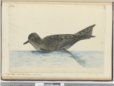 F.36 Siyah pintado. Anne Careys Tavuğu. Yüksek güney enlem., 1772-75 (wc) by Isaac Smith