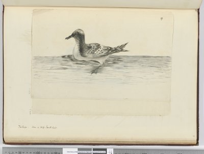 F.37a Pintado. Yüksek güney enleminde görüldü, 1772-75 (wc) by Isaac Smith
