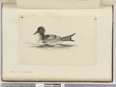 F.37b Pintado. Yüksek güney enleminde görüldü, 1772-75 (wc) by Isaac Smith