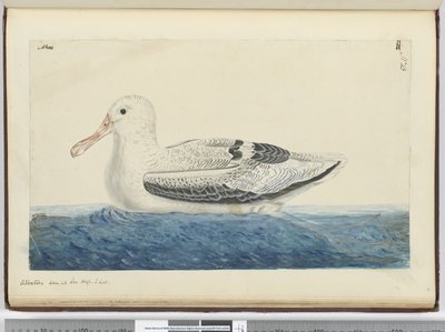 F.43 Albatros. Denizde görülen yüksek S. lat., 1772-75 (wc) by Isaac Smith