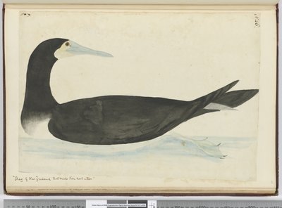 F.46 Ağaçlara yuva yapan Yeni Zelanda Shag, 1772-75 (wc) by Isaac Smith