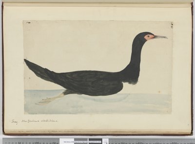 F.48 Sevişmek. Yeni Zelanda ve Staten Island, 1772-75 (wc) by Isaac Smith