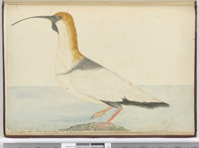 F.52 Yeni bir kıvrılma. Staten Island Tierra del Fuego Ocak 1774, 1772-75 (wc)