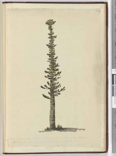 F.54 Yeni Kaledonya