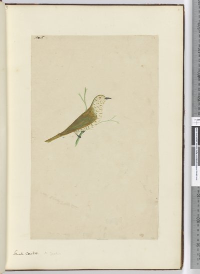 F.5 Küçük guguk kuşu. Yeni Zelanda, 1772-75 (wc) by Isaac Smith