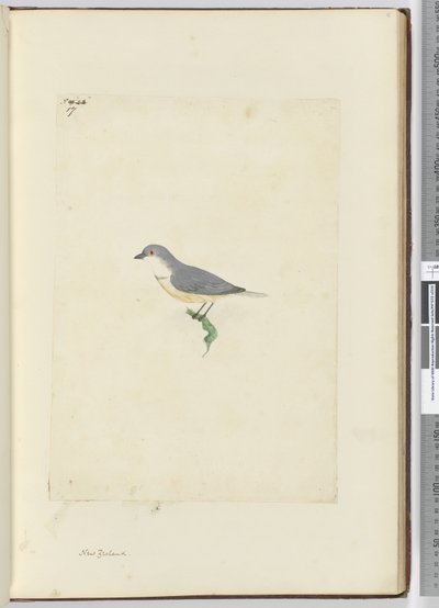 f.17 Tanımlanamayan Yeni Zelanda kuşu, 1772-75 (wc) by Isaac Smith