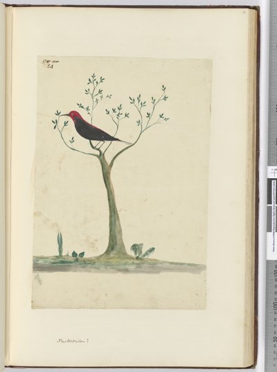 f.24 Yeni Hebridler ?, 1772-75 (wc) by Isaac Smith