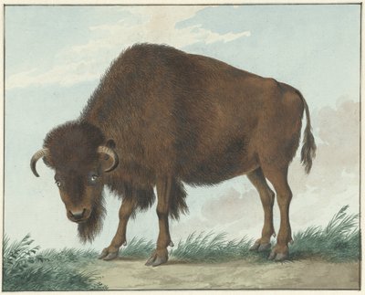 Bizon by Isaac van Haastert