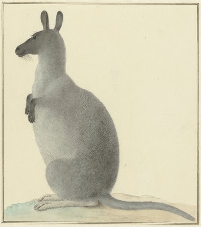 kanguru by Isaac van Haastert