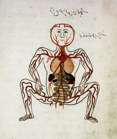 Arap tıbbı: “” kan dolaşımı ve sindirim sistemi”” Mansur (Mansur) ibn İlyas (yaklaşık 1390) tarafından “” Tashrih bi al-Taswir” (Vücudun Anatomisi) adlı anatomi el yazmasının minyatürü 17. yüzyıl İstanbul, üniversite kütüphanesi by Islamic School