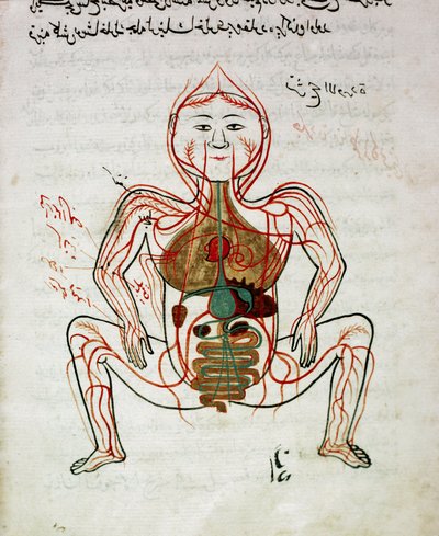 Arap tıbbı: “” kan dolaşımı ve sindirim sistemi”” Mansur (Mansur) ibn İlyas (yaklaşık 1390) tarafından “” Tashrih bi al-Taswir” (Vücudun Anatomisi) adlı anatomi el yazmasının minyatürü 17. yüzyıl İstanbul, üniversite kütüphanesi by Islamic School