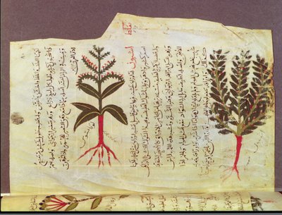 Ms. Arabe 4947 fol.84, Dioscoride