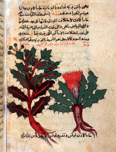 Tıbbi bir herbaryumdan bir sayfa (el yazması by Islamic School