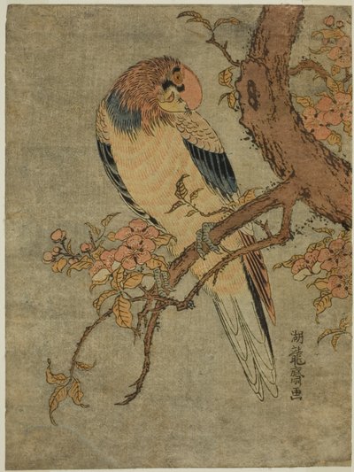 Ayva Ağacında Papağan by Isoda Koryusai