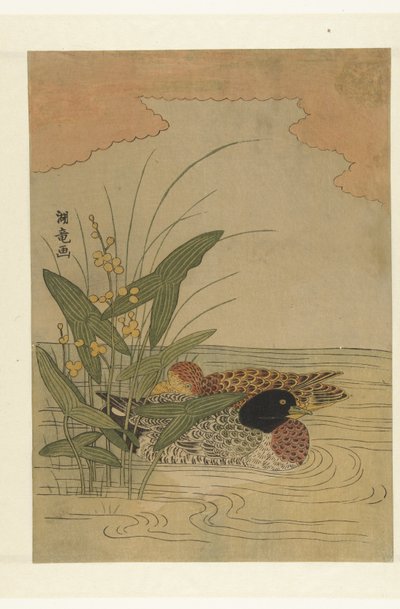 Sarı çiçekli ok yosununda yüzen iki ördek by Isoda Koryusai