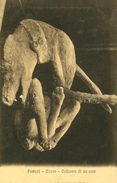 Pompei, Müze, Bir Köpeğin Kadavrası by Italian Photographer