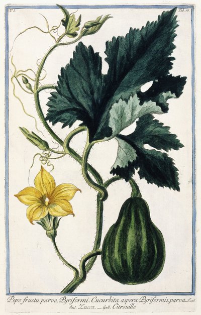 Bir Kabak, 1772-1784 by Italian School