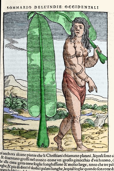 Tütün yaprağının yanında duran bir Batı Hint yerlisi. “” Navigationi ve Viaggi” kitabından gravür, cilt. III, Giovanni Battista Ramusio (1485-1557), Venedik 1565. by Italian School