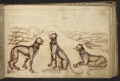 Ekle. 82955, f.170 Panter (