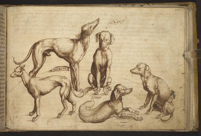 Ekle. 82955, f.206 Farklı cins köpekler (