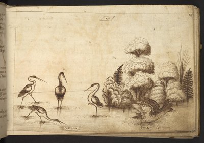 Ekle. 82955, f.26 Historia Animalium