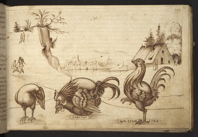 Ekle. 82955, f.37   Tavuklar (