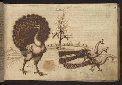 Ekle. 82955, f.53 Tavus kuşları (