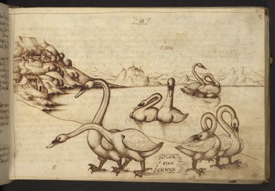 Ekle. 82955, f.57   Kuğular (