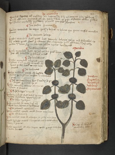 MS 41623 