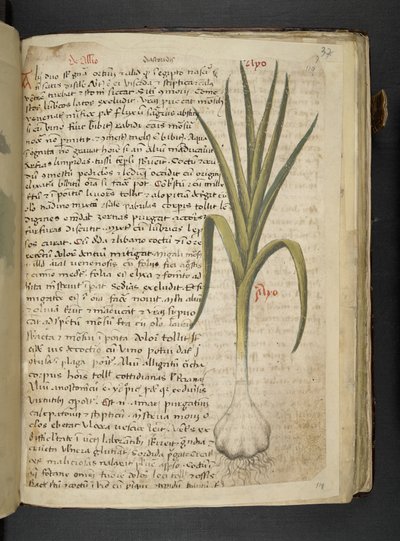 MS 41623 De Allio, 
