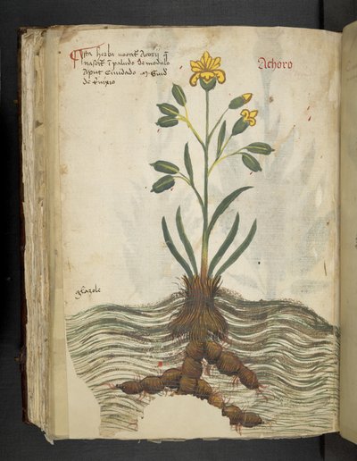 MS 41623 f.102v Achoro