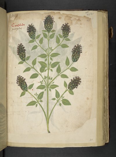 MS 41623 f.103r Consolida, 