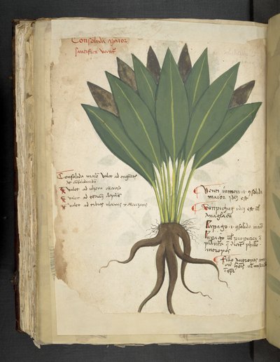 MS 41623 f.103v Confolida, 