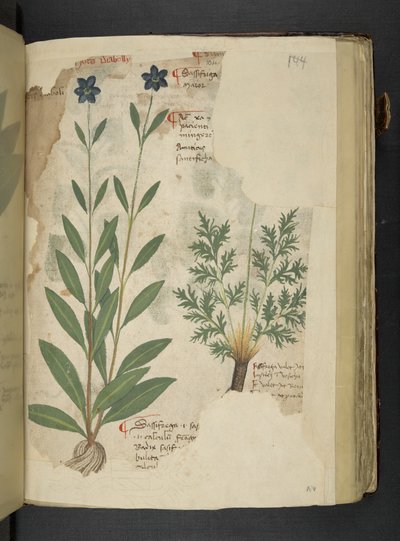 MS 41623 f.104r Sassifraga, 