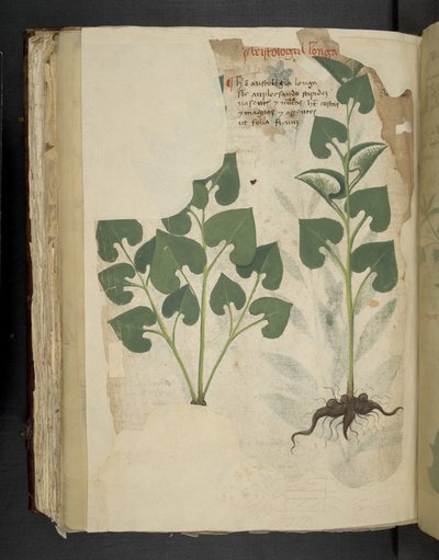 MS 41623 f.104v Anthurium, 